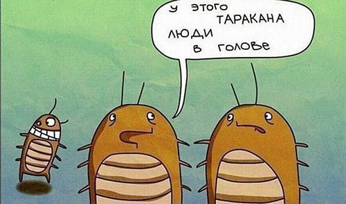 Любопытные факты о тараканах.